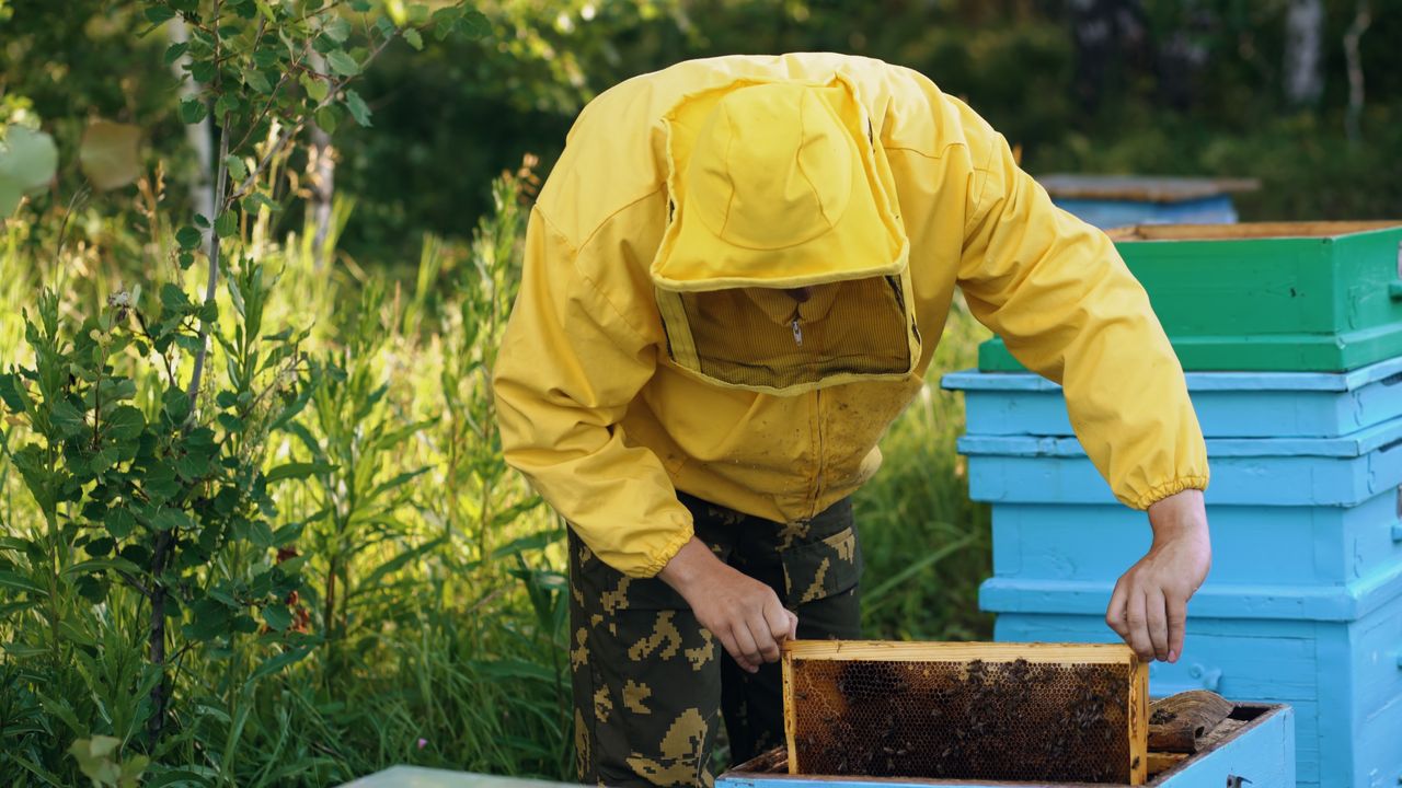 team-01 A beekeeper in a yellow suit examines a beehive outdoors.